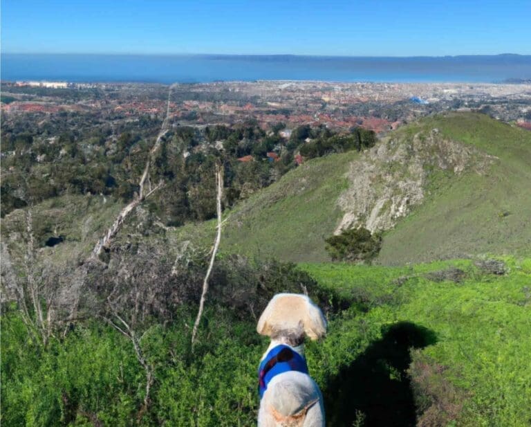 The Best Dog-Friendly Hiking Trails in San Mateo for Your Next Workout